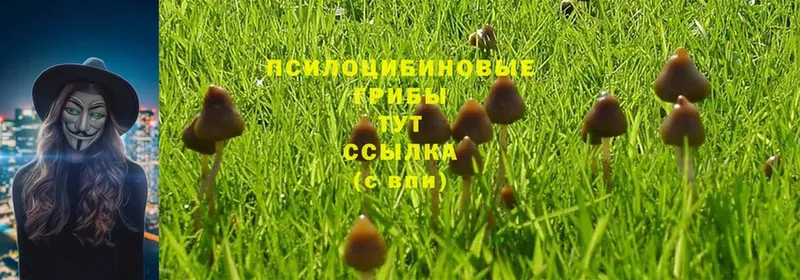 где найти   Курильск  Псилоцибиновые грибы MAGIC MUSHROOMS 